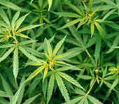 http://stopthedrugwar.org/files/cannabisplants.jpg