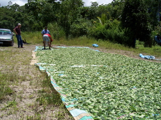 http://stopthedrugwar.org/files/coca-leaves-drying-by-highway.jpg
