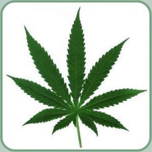 Since stoners use the marijuana leaf as.