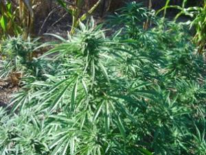 Pot%20plants,%20Wheeler%27s%20Ranch_5.jpg