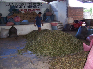 http://stopthedrugwar.org/files/leaves-drying-in-warehouse.jpg