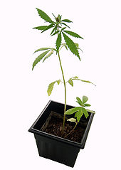 http://stopthedrugwar.org/files/littlemarijuanaplant.jpg