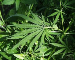 California rechaza legalización de marihuana | Noticias de Buenaventura, Colombia y el Mundo