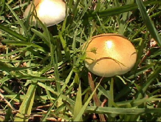 Psilocybe Cubensis