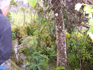 coca plant