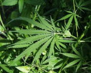 marijuanaplant.png