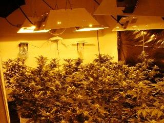 Narcotics deputies went above and beyond in their efforts to bust indoor marijuana grows (wikimedia.org)