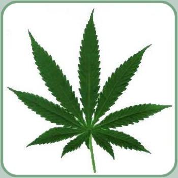 Support for marijuana legalization is reaching the tipping point. (image via Wikimedia)