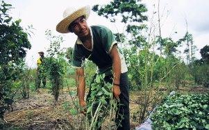 Colombian peasant harvesting the coca crop. (DEA.gov)