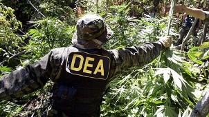 The DEA eradicated more pot plants last year than in 2018, but busted fewer grows and made fewer related arrests. (DEA.gov)