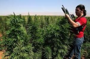 In Lebanon, the hash crop grows unimpeded. (cannabisculture.com)