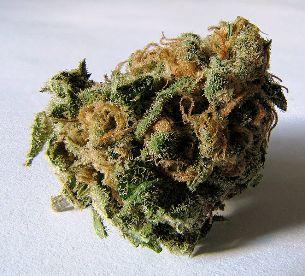 marijuana bud wikim_3.jpg