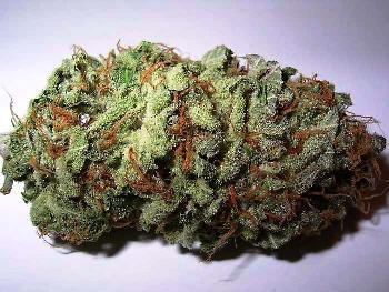 marijuana bud wikimedia_10.jpg