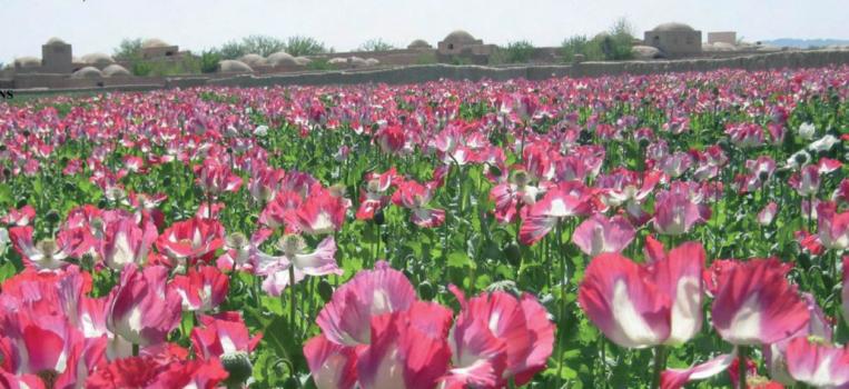 Opium poppies in Afghanistan. The Global Commission on Drugs would like to see this regulated. (unodc.org)
