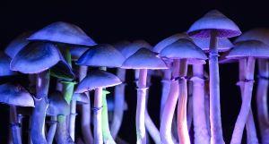 Psilocybin mushrooms could be legalized under a California initiative now getting underway. (Creative Commons)