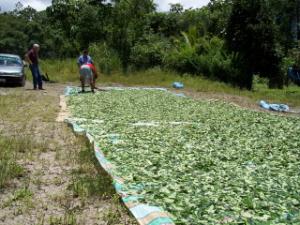 coca leaves drying by highway