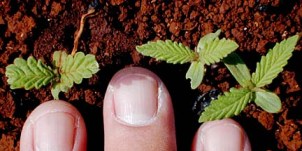 Hemp seeds will soon be sprouting in Kentucky (votehemp.org)
