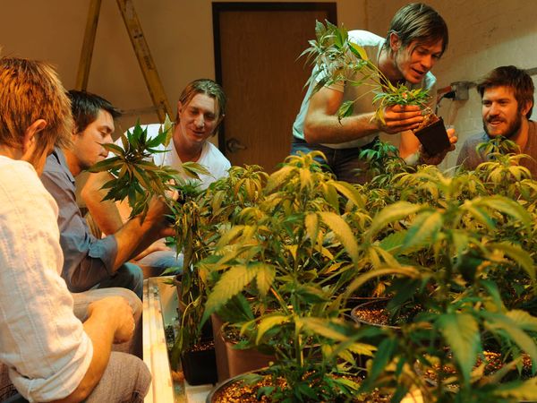The Family Business: The Stanley brothers inspect young crops at their medical marijuana growhouse. (Steve Schrenzel / NGT)