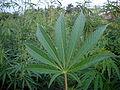120px-Cannabis_02_bgiu_0.jpg