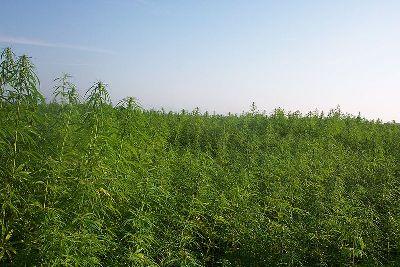 Industrial hemp in France produces oils and fiber. (Image via Wikimedia.org)