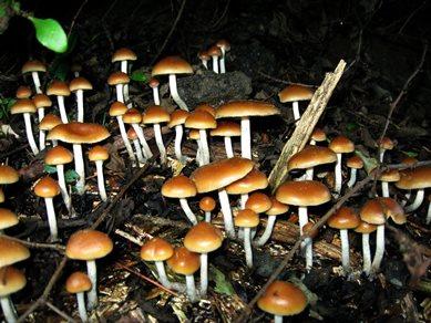 The DEA is upping the research quota for various psychedelics, including psilocyn, found in magic mushrooms. (Creative Commons)