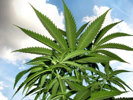 Marijuana is on the agenda at statehouses around the country. (Creative Commons)