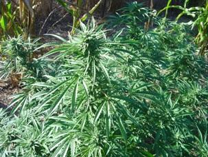 The first steps have been taken toward letting any Colorado adult grow six of these legally. (Image courtesy the author)