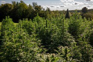 There is a better way to grow marijuana. Ask Rebel Farm. (rebelfarm.org)