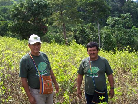 CONPACCP members in the coca fields (photo by the author)