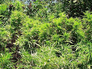 marijuana field, Bekaa Valley, Lebanon (wikimedia.org)