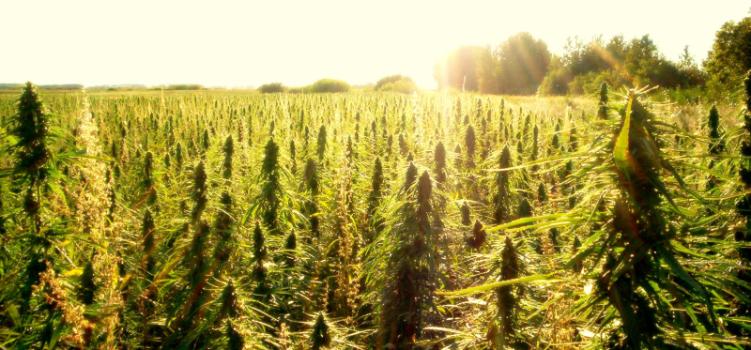 A hemp field. Someone needs to sit down and have a talk with the DEA. (votehemp.org)