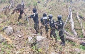 Honduran troops seize a coca field. (HPM)
