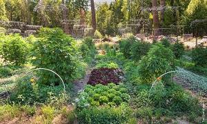 paired small scale cannabis and commercial vegetable farm, Humboldt County, CA (https://calag.ucanr.edu)