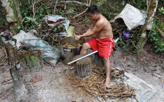 Making ayahuasca in the Amazon. (Chris Kilham)