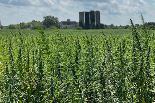 Federal Bill to Allow Hemp Beverages Circulating in Draft Form