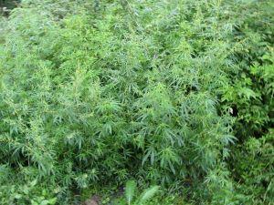 Wisconsin Lawmakers Grapple with Competing Hemp Product Bills [FEATURE]