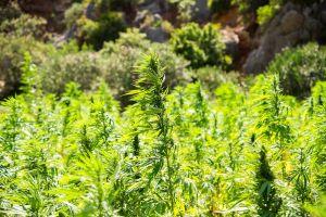 Industrial hemp is coming to Central Asia after Kazakhstan legalized its cultivation. (Pixabay)