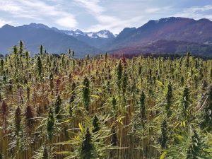 Fixing the Hemp Ban: Industry and Legislative Proposals [FEATURE]