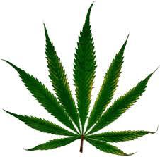 Marijuana. It might be rescheduled soon but it can still get you grabbed and jailed by ICE. (Creative Commons)