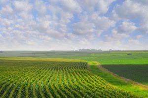 Medical marijuana is now the unchallenged law of the land in the Cornhusker State. (Creative Commons)