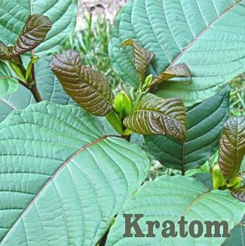 The American Kratom Association is petitioning Donald Trump to block any ban on the herb. (Project CBD)