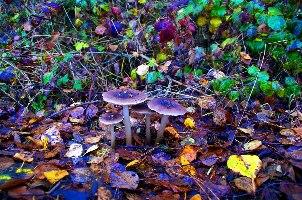 psilocybin-containing magic mushrooms (Greenoid/Flickr)