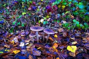 Magic mushrooms. An Oakland church argues that they are a protected religious sacrament. (Greenoid/Flickr)