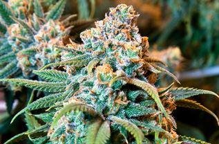 Marijuana is on the legislative agenda in states around the country. (wikimedia.org)
