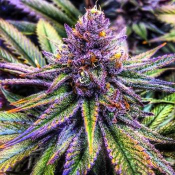 marijuana purple credit unknown_2.jpg