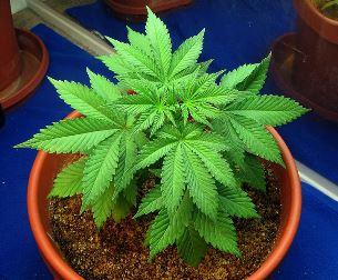 young marijuana plant during vegetative growth phase (Wikipedia)