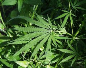 Medical marijuana is a burning issue in Helena (image via Wikimedia)