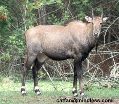 "Hey, buddy, know where I can score?" Opium-addicted nilgai are wrecking Indian poppy crops. (wikimedia.org)