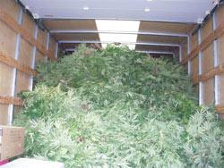 Ontario marijuana grow (RCMP)