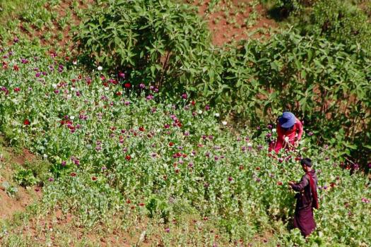 Opium production is Myanmar has jumped dramatically since the military coup nearly a year ago. (UNODC)